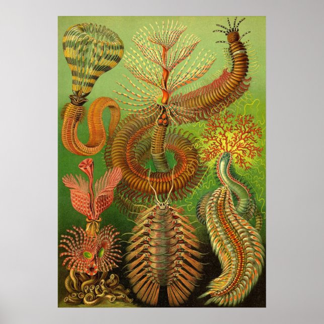 Ernst Haeckel - Chaetopoda Poster (Framsidan)