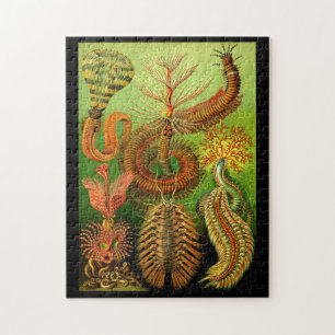 Ernst Haeckel Chaetopoda Pussel