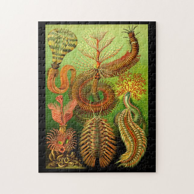 Ernst Haeckel Chaetopoda Pussel (Vertikal)