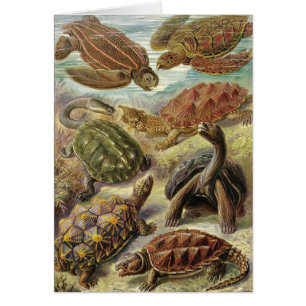 Ernst Haeckel - Chelonia Hälsningskort