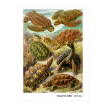 Ernst Haeckel Chelonia