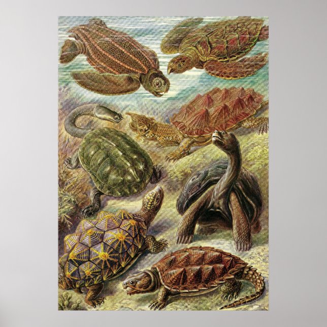 Ernst Haeckel - Chelonia Poster (Framsidan)