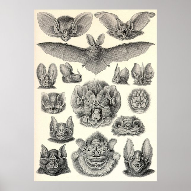 Ernst Haeckel - Chiroptera Fladdermus Poster (Framsidan)