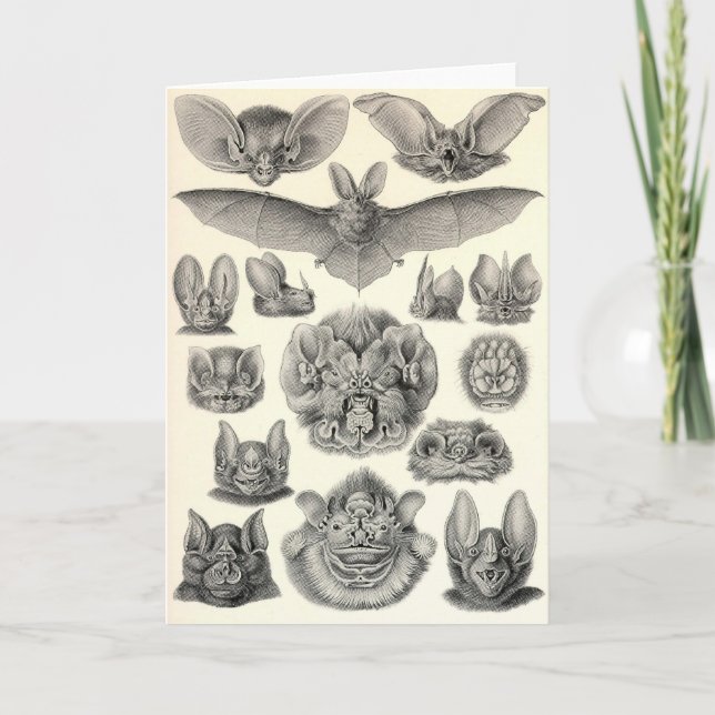 Ernst Haeckel - Chiropterafladdermöss Kort (Framsida)