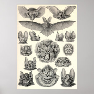 Ernst Haeckel - Chiropterafladdermöss Poster