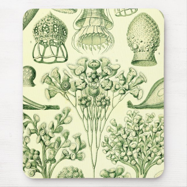 Ernst Haeckel Ciliata Musmatta (Framsidan)