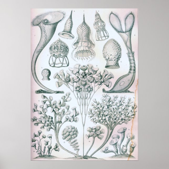 Ernst Haeckel Ciliata Poster (Framsidan)