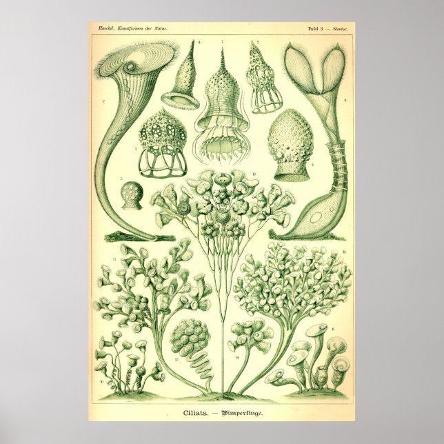 Ernst Haeckel Ciliata Poster (Framsidan)