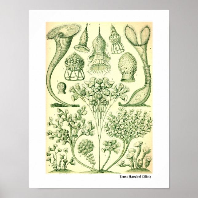 Ernst Haeckel Ciliata Poster (Framsidan)