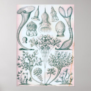 Ernst Haeckel Ciliataaffisch Poster