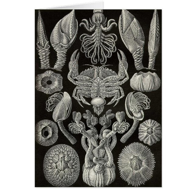 Ernst Haeckel - Cirripedia Hälsningskort (Framsidan)