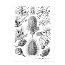 Ernst Haeckel Coniferae Black and White