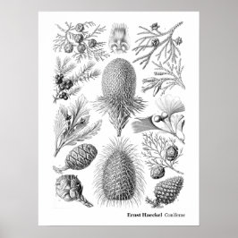Ernst Haeckel Coniferae Black and White Poster
