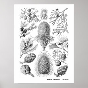 Ernst Haeckel Coniferae Black and White Poster