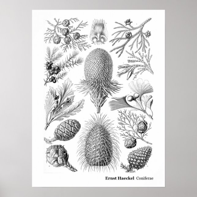 Ernst Haeckel Coniferae Black and White Poster (Framsidan)