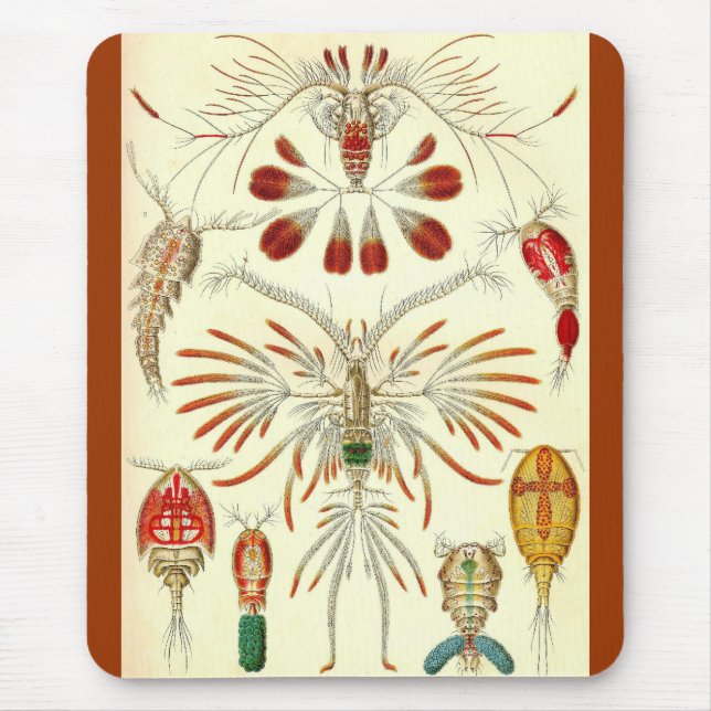 Ernst Haeckel - Copepoda Musmatta (Framsidan)