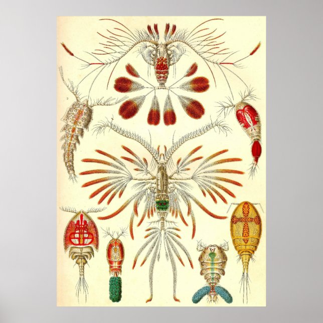 Ernst Haeckel - Copepoda Poster (Framsidan)