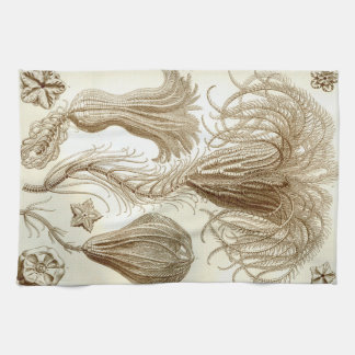 Ernst Haeckel Crinoidea fjäderstjärnor Kökshandduk