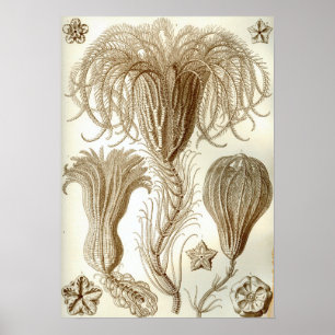 Ernst Haeckel Crinoidea-fjäderstjärnor Poster