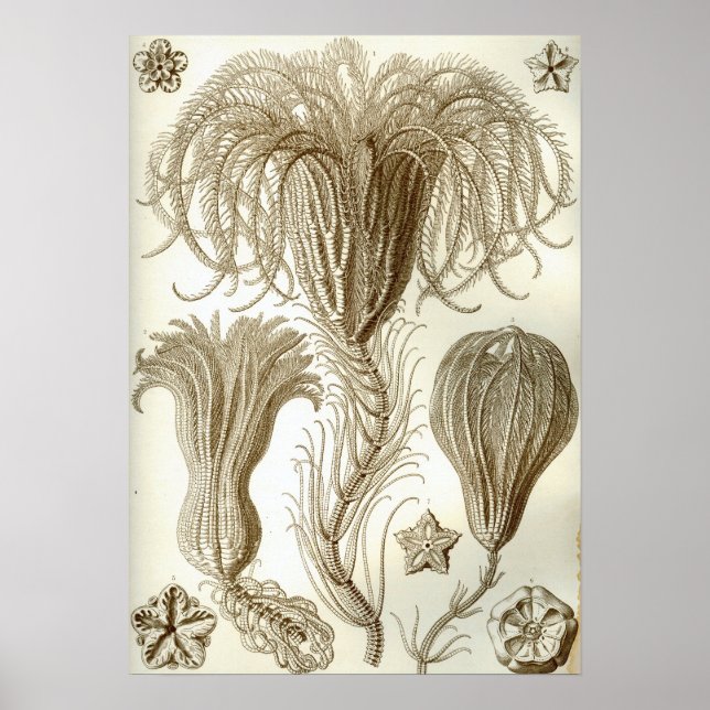 Ernst Haeckel Crinoidea-fjäderstjärnor Poster (Framsidan)