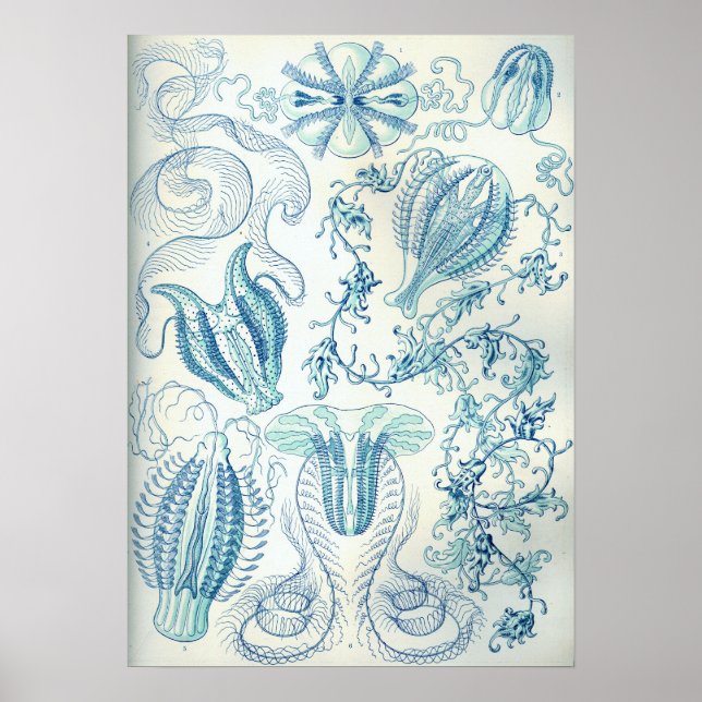 Ernst Haeckel Ctenophorae Jellyfish Poster (Framsidan)