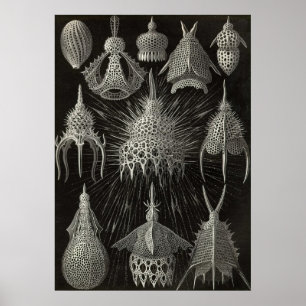 Ernst Haeckel - Cyrtoidé Poster