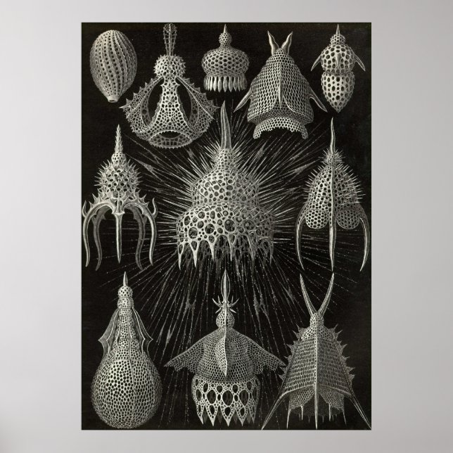 Ernst Haeckel - Cyrtoidé Poster (Framsidan)