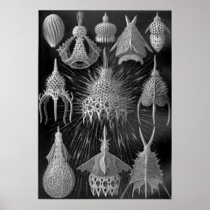 Ernst Haeckel Cyrtoidé Poster