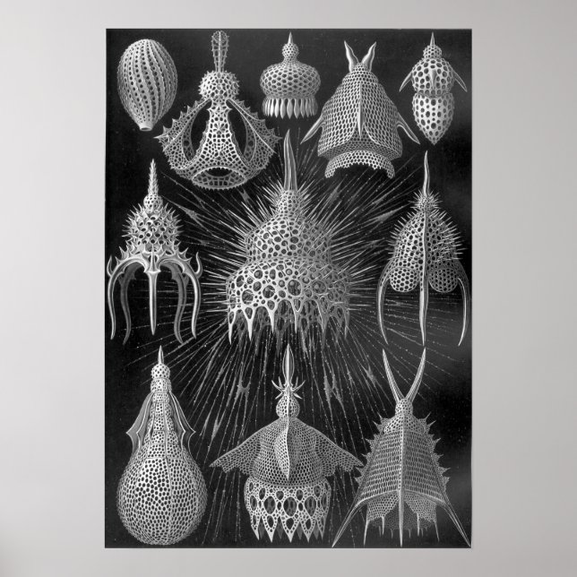 Ernst Haeckel Cyrtoidé Poster (Framsidan)