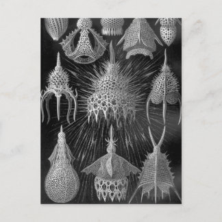 Ernst Haeckel Cyrtoidé Vykort