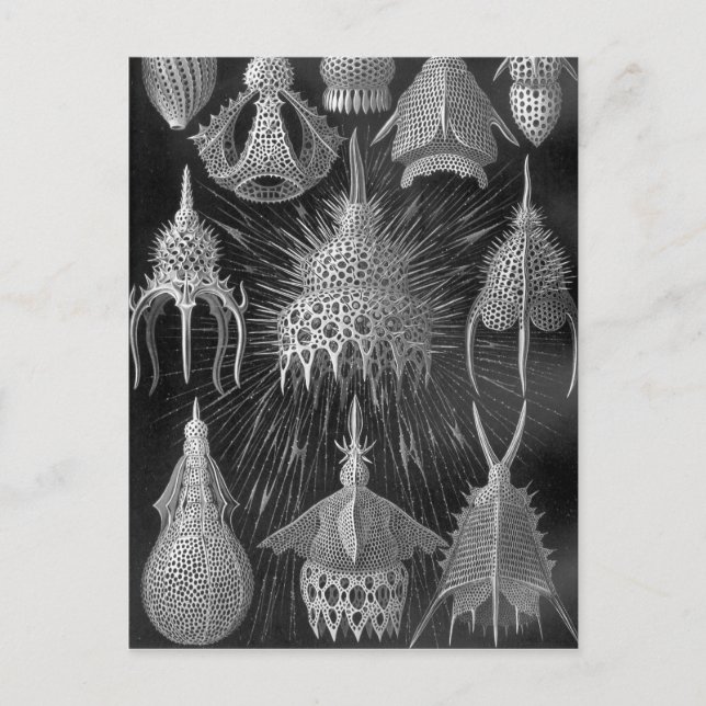Ernst Haeckel Cyrtoidé Vykort (Framsida)