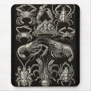 Ernst Haeckel - Decapoda Musmatta