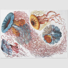 Ernst Haeckel Decoupage