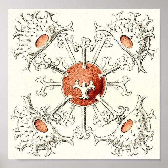 Ernst Haeckel - Desmidiea Detail Portfolio Poster (Framsidan)