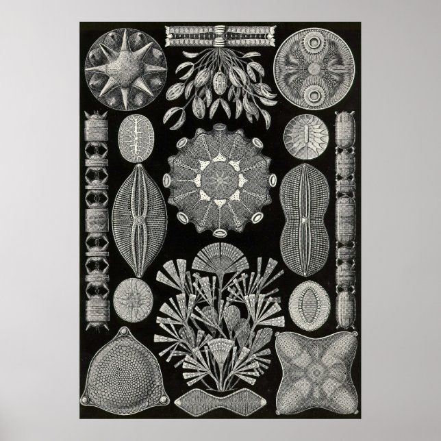 Ernst Haeckel - Diatomea2 Poster (Framsidan)