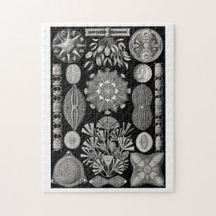 Ernst Haeckel Diatomea Pussel