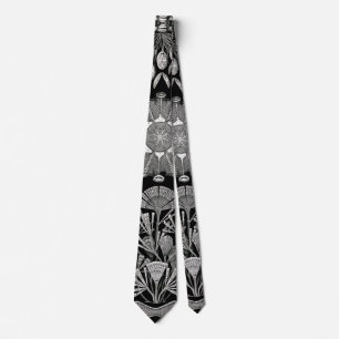 Ernst Haeckel Diatomea Slips
