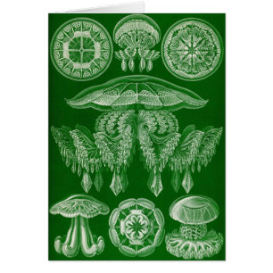 Ernst Haeckel - Discomedusae4 Hälsningskort