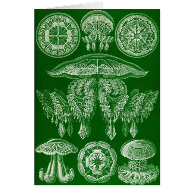 Ernst Haeckel - Discomedusae4 Hälsningskort (Framsidan)