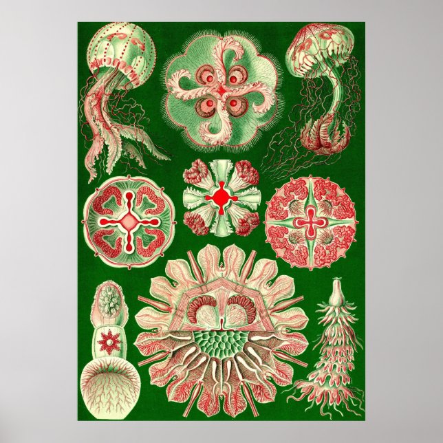 Ernst Haeckel - Discomedusae5 Poster (Framsidan)