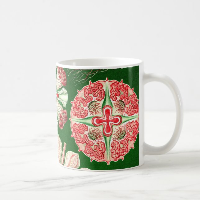 Ernst Haeckel Discomedusae (Aurelia) Kaffemugg (Höger)
