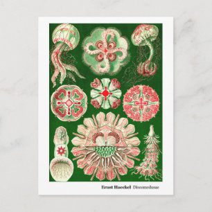 Ernst Haeckel Discomedusae (Aurelia) Ny adress Meddelande Vykort