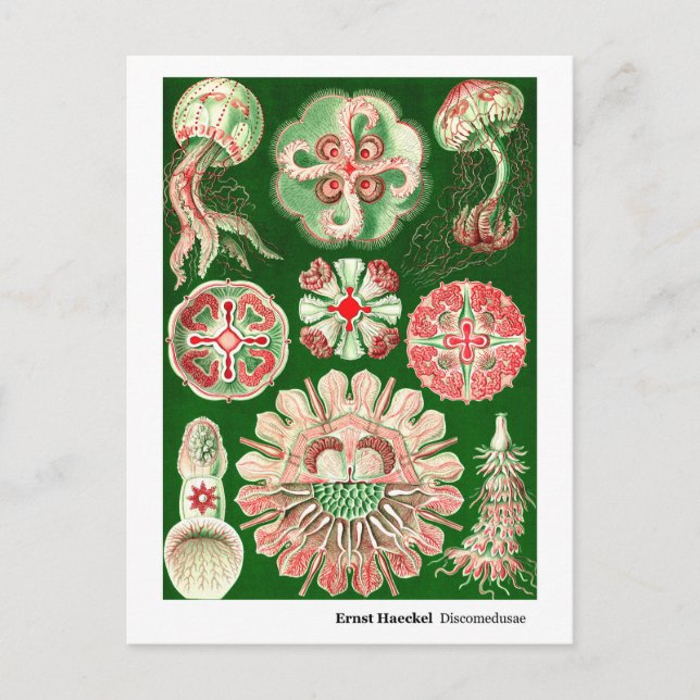 Ernst Haeckel Discomedusae (Aurelia) Ny adress Meddelande Vykort (Framsida)