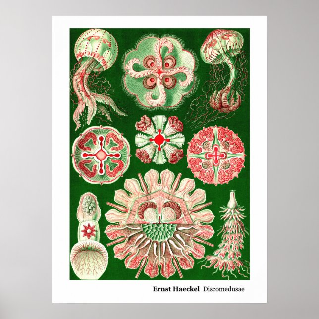 Ernst Haeckel Discomedusae (Aurelia) Poster (Framsidan)