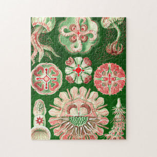 Ernst Haeckel Discomedusae (Aurelia) Pussel