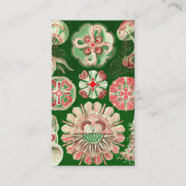 Ernst Haeckel Discomedusae (Aurelia) Visitkort