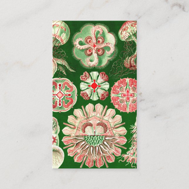 Ernst Haeckel Discomedusae (Aurelia) Visitkort (Framsida)