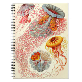 Ernst Haeckel "Discomedusae - Desmonema" Anteckningsbok
