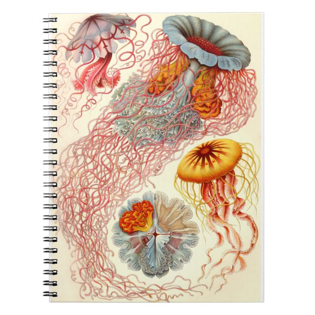 Ernst Haeckel "Discomedusae - Desmonema" Anteckningsbok (Framsidan)