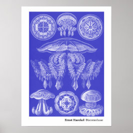 Ernst Haeckel Discomedusae III Poster